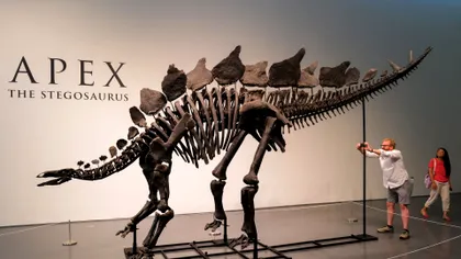 Cât costă să ai acasă un dinozaur adevărat în 2024, ca fosilă. Tocmai s-a vândut la licitație