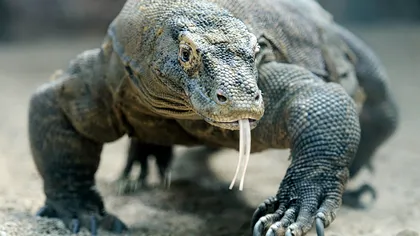 Singurul animal cu dinți de fier, cel puțin o parte din ei. Așa se înțelege performanța unor dinozauri precum T-Rex