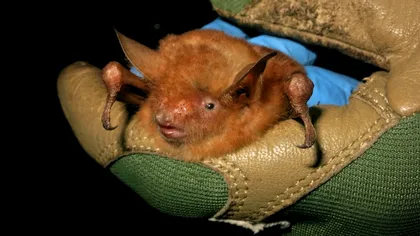 Liliacul portocaliu inedit, vândut pe Etsy și eBay, se confruntă cu un viitor incert