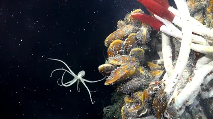 O lume ascunsă în adâncurile Oceanului Arctic: Ce au descoperit oamenii de știință