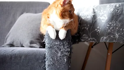Motivul pentru care pisica îți zgârie mobila: Există o explicație științifică, ce au descoperit cercetătorii