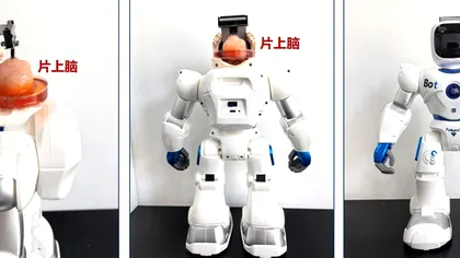Primul robot cu creier din celule stem umane: Cum funcționează, la ce ajută robotul 