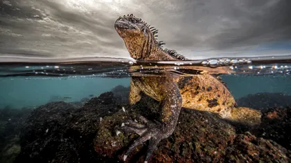 Imagini spectaculoase din adâncuri: finaliștii concursului Ocean Photographer of the Year 2024