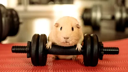 Cele mai puternice oase din regnul animal: Ai putea fi uimit de forța unor mici creaturi