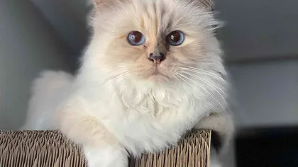 Cele mai bogate animale de companie: Au moștenit averi impresionante după decesul stăpânilor lor