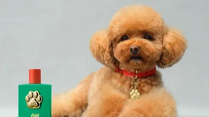 Dolce & Gabbana lansează un parfum de lux pentru câini, dar este o idee bună să-ți parfumezi patrupedul?