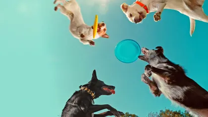 Documentarul de pe Netflix care-ți arată ce e-n mintea unui câine: Din 