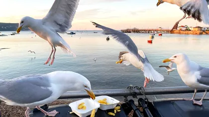 Cum să oprești pescărușii să-ți fure mâncarea: Sfaturi de la un expert în comportamentul animalelor