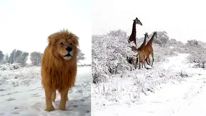 Imagini unice în Africa de Sud cu animalele sălbatice după ce ninsorile au pus stăpânire pe întreaga țară