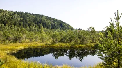 Lacul cu mușchi din România, unic în lume. E casa plantelor carnivore din era glaciară, puțini români i-au descoperit frumusețea