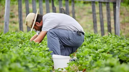 O afacere cu viață lungă prinde contur în România. Vin banii pe bandă rulantă pentru acest cuplu de români cu o plantație inedită