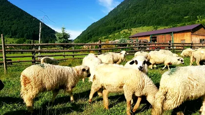 Substanțe chimice toxice amenință fermele: Măsurile luate pentru protejarea lor