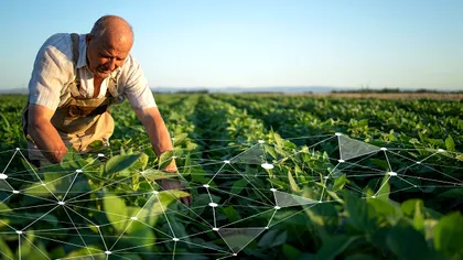 Fermierii recurg la soluții ingenioase pentru a salva recoltele