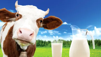Cine face legea în industria laptelui. De unde îți cumperi iaurtul și brânzeturile, de fapt