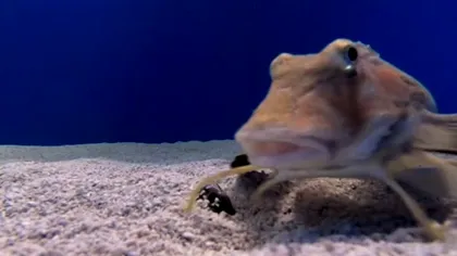 O specie bizară de pești își folosește „picioarele” pentru a localiza prada ascunsă