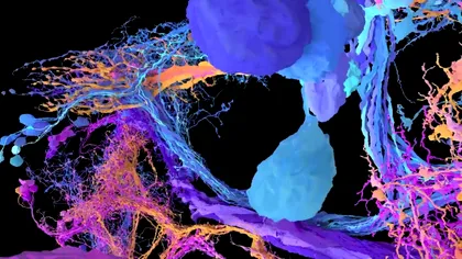 Primul „Google Maps” pentru un creier complet a fost realizat: Ce înseamnă asta pentru știință