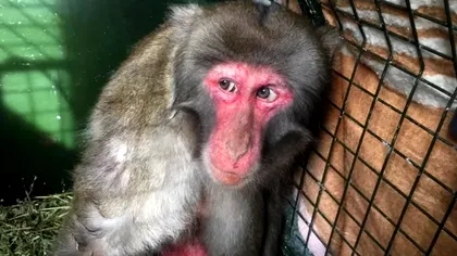 Panică la grădina zoologică: Maimuțele mor după ce au luat o bacterie care îi poate îmbolnăvi și pe oameni. Autoritățile chineze monitorizează personalul