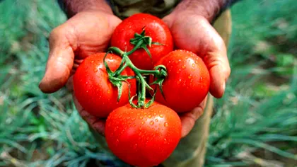 Roșiile dulci revin în forță: chinezii descoperă genele care redau savoarea pierdută tomatelor