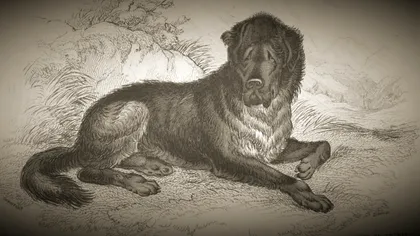 Cei mai temuți câini de luptă din istorie: Armele secrete ale regilor și imperiilor