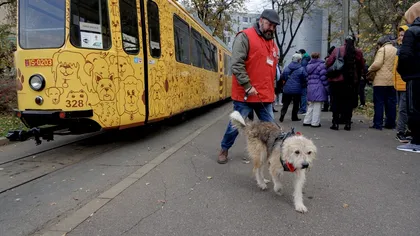 Tramvaiul responsabilității din Iași: Un proiect dedicat iubitorilor de animale
