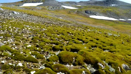 Antarctica devine verde: O alarmă climatică pentru planeta noastră