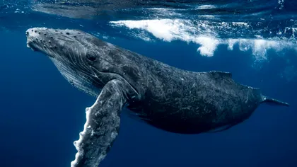 Balena cu cocoașă care a parcurs peste 13.000 de kilometri: Călătoria impresionantă și semnificația ei