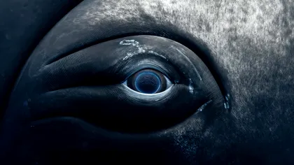 Ochiul balenei: O poveste emoționantă despre fragilitatea vieții marine