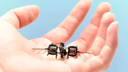 Albina robotizată funcționează ca o mini dronă și este uimitor de agilă. Are greutatea unei stafide