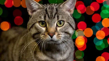 Descoperire unică: Fosila celei mai mici feline din lume, găsită în estul Chinei