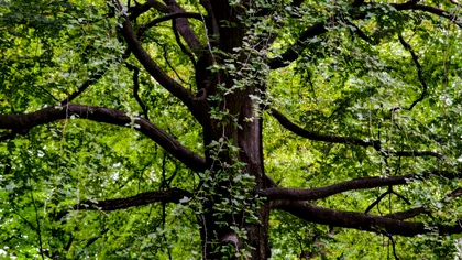 Secretele nucilor: cum își schimbă sexul florile acestor arbori de 40 de milioane de ani