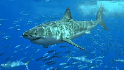 Descoperire unică în Peru: fosilele unui strămoș al rechinului alb dezvăluie noi detalii despre viața marină preistorică