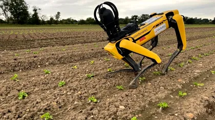 Inteligența artificială transformă agricultura din România: câini roboți și utilaje automatizate