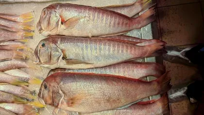 O creatură unică din adâncurile oceanului, descoperită ”la tarabă”. Nici măcar nu avea un nume