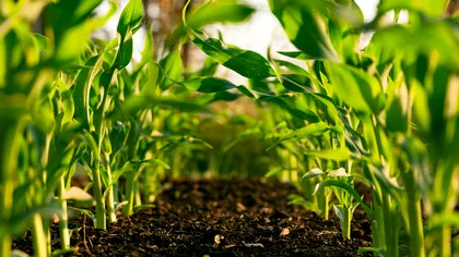 Insecta care transformă gunoiul în îngrășământ organic extrem de util fermierilor. Totul se întâmplă mult mai rapid decât cu mijloace specifice