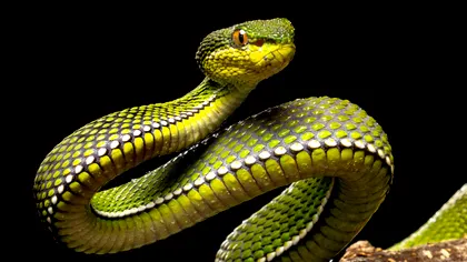 Care este cel mai inteligent șarpe de pe Pământ și ce descoperire schimbă tot ce știm despre aceste reptile