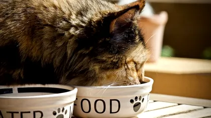 Tipul de pește pe care nu ar trebui să îl consume pisicile. Veterinarii nu îl recomandă, poate fi periculos pentru sănătatea lor