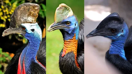 Cazuarul, cea mai periculoasă pasăre de pe Terra: un „dinozaur” viu care poate ucide dintr-o singură lovitură