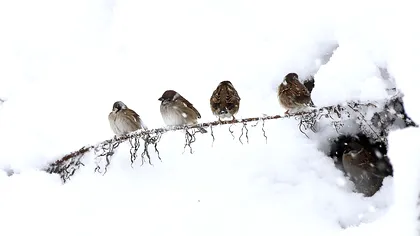 România, polul frigului din Europa. Sunt anunţate temperaturi de -17 grade şi în Bucureşti. Unde va fi cel mai frig