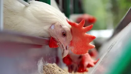 Ce să pui în mâncarea găinilor pentru a face mai multe ouă. Coaja este mai rezistentă