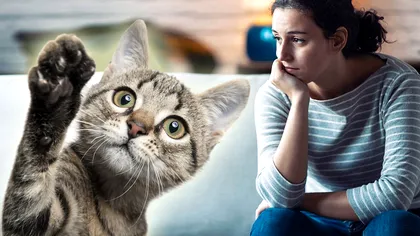 De se ce strâmbă pisicile după ce miros ceva? Specialiștii au descifrat reacția adorabilă a felinelor