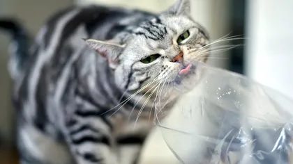 De ce ling pisicile pungile de plastic? Explicația ciudatului comportament felin și când devine periculos