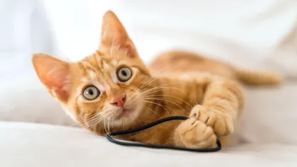 De ce le plac pisicilor atât de mult elasticele de păr? Un expert explică