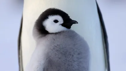 Noutăți de neratat la National Geographic & WILD în aprilie