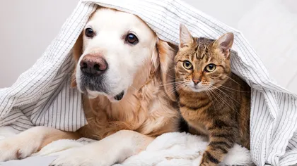 Au pisicile prieteni? Adevărul despre prietenia felină, conform oamenilor de știință