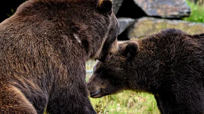 Nici împușcarea, nici apariția gardurilor electrice nu rezolvă problema urșilor în România, a explicat Cristina Lapis, fondatorul sanctuarului de la Zărnești: „În două luni apar alții” EXCLUSIV