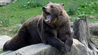 Când a renunţat ursoaica să îl atace pe şeful Salvamont Predeal, de fapt? Animalul sălbatic a fost împuşcat, după ce s-a întors în zonă
