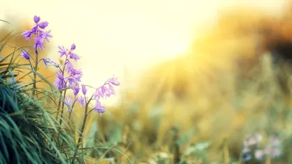 Când vine primăvara în România. Temperaturile încep să crească, vom avea maxime și de 20 de grade Celsius