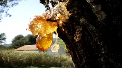 Super condensatori din copaci: descoperirea care ar putea schimba complet mașinile electrice