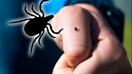 Ce specii de căpușe sunt cele mai periculoase în România și cum le recunoști