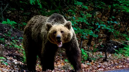 O tânără de 18 ani a murit înecată într-un lac din Harghita încercând să scape de un urs